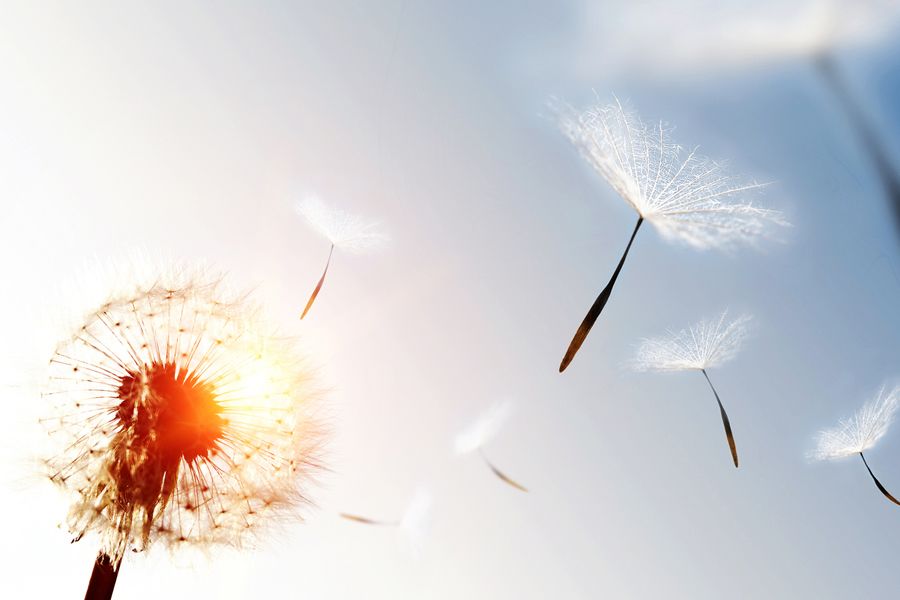 Dandelion blowing seeds in the sky.